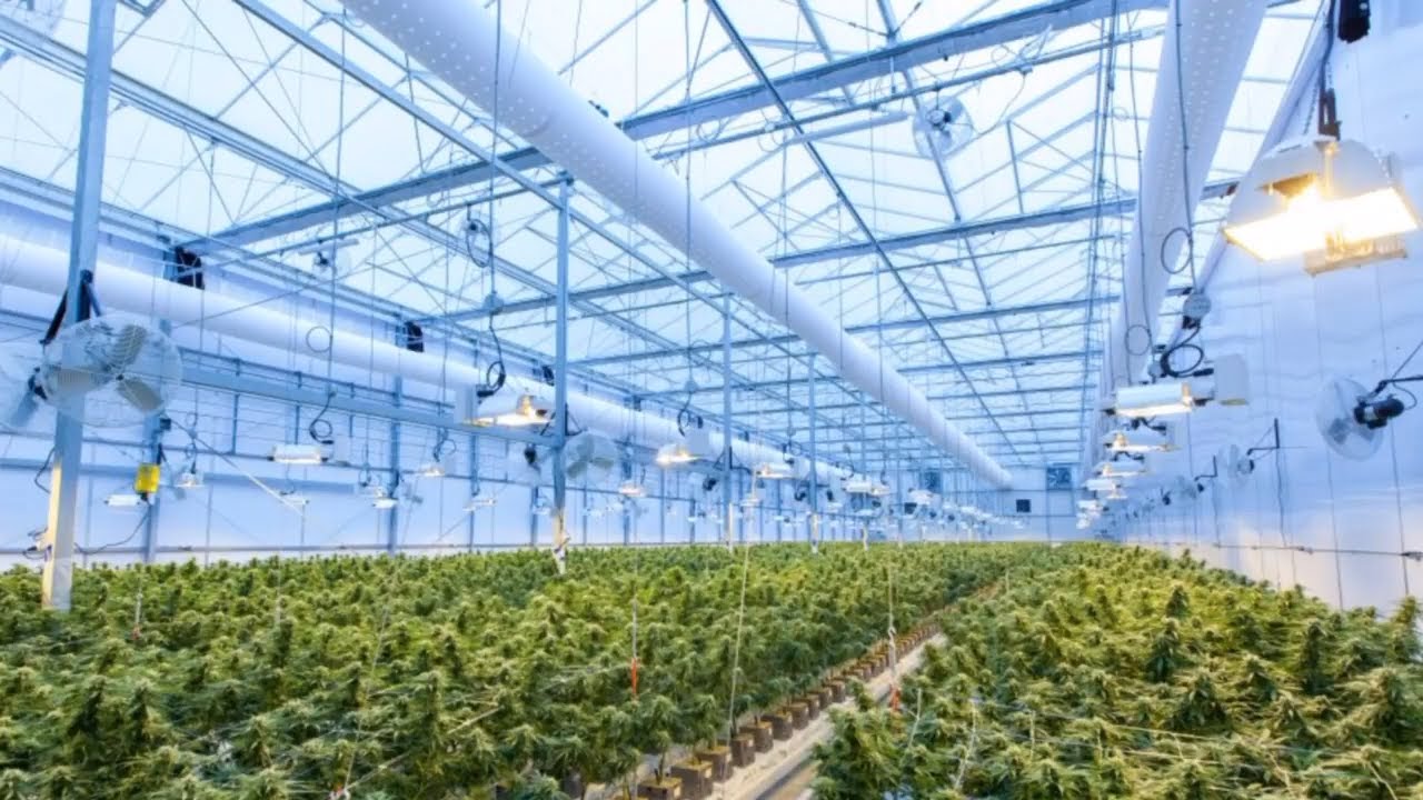 DBL Law - Medical Cannabis in Kentucky (Ep. 1 Introduction)